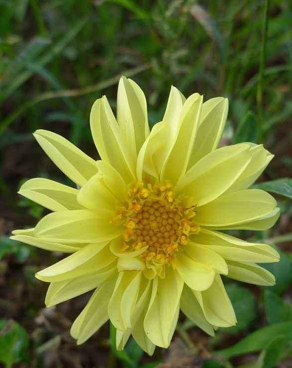  #常漂亮#这是我见过最漂亮的十种种球花，花期长、花色艳，真漂亮