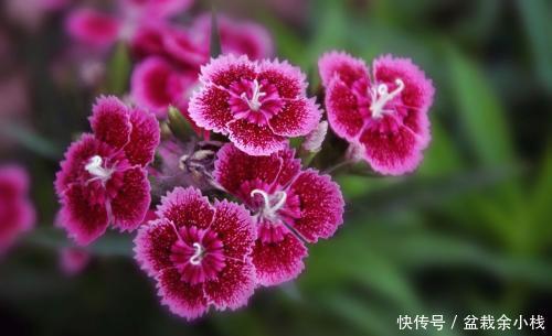 【石竹花】如果有院子,养上一片石竹花,皮实独特,夏天全是新鲜花