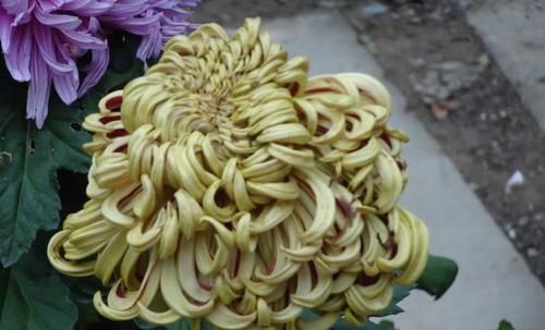  [玫瑰]喜欢玫瑰，不如养盆“菊中珍品”泥金豹，似花莲宝座，雍容华贵！