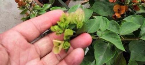  [好生根]不用生根水，该如何让插穗早生根？水里加勺白糖，轻松搞定难题