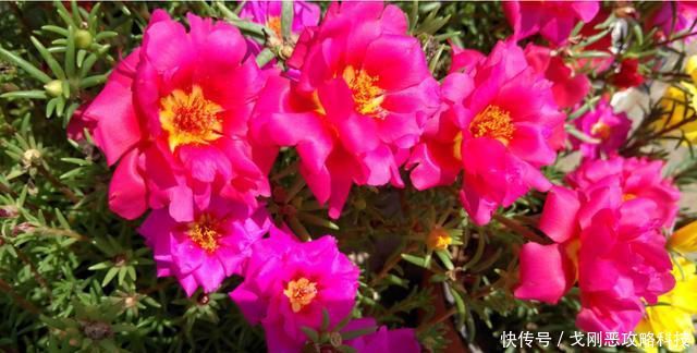  适合@3种花好养又漂亮，15天浇水一次，蹭蹭长爆盆，很适合新手养护