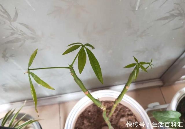  家里@6种招财旺运好扦插的花，1年繁殖50盆，家里多得装不下
