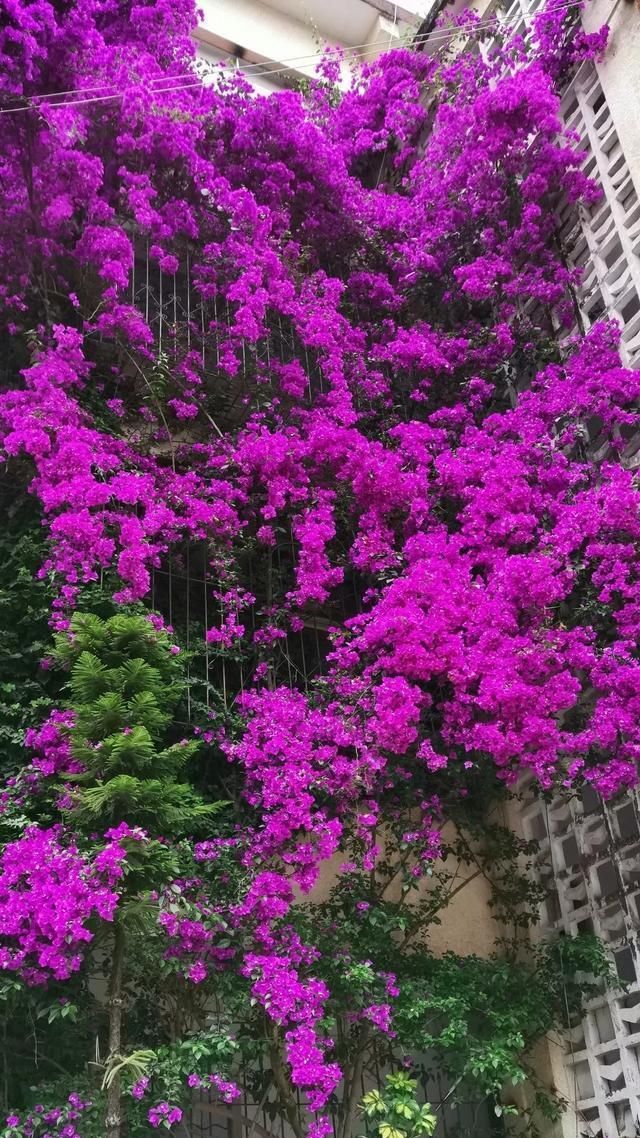  『花期』有院子,一定要养这“7种花”,花量大,花期长,好养又漂亮