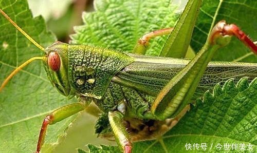  [解决]4000亿“蚂蚱”，靠吃就能解决蝗灾？你需要的不仅是一口