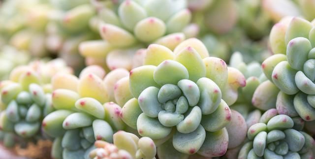  「植物」这3种大戟科的多肉植物有毒，养护的时候，须留心