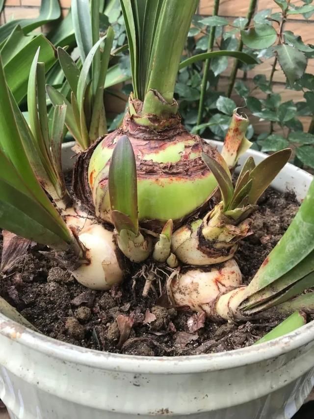  【图片作者】这花赶紧换盆，土都吃完了，再不换就饿死