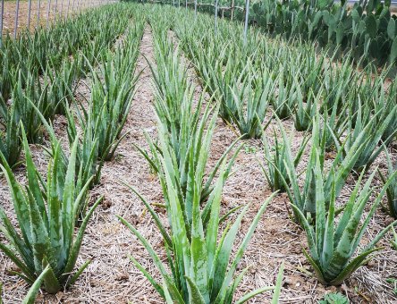  [种植芦荟]把它晒成25斤的话，一亩地能挣10000元，不是种新的风