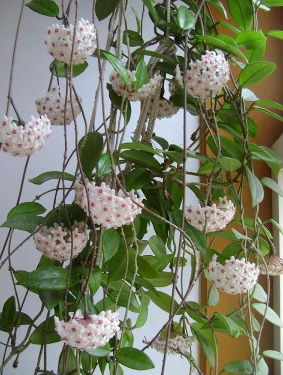  家里■家里光照不好，就养这4种花，耐阴还能勤开花！