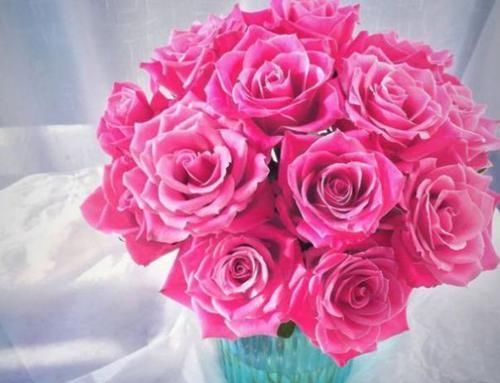  『清奇』“精品玫瑰”泰姬，花开如美姬，清奇美丽，可以说是养花必备！