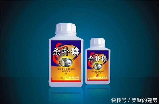 绿植|介壳虫成灾?别担心,这些方法轻松治愈你心爱的绿植!