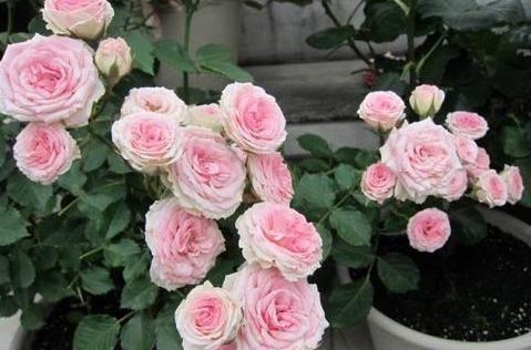  夏天就：夏季养花这四点要忌讳，不然盆盆黄叶、落花，花儿离死不远了