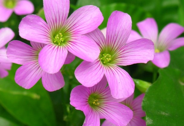 花朵@这些花朵放阳台养,花开爆满花期长,花色柔美,一次开爆成花海
