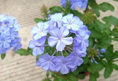 『花儿』花期很长的“2种花儿”,漂亮好养,沾土就活,真正的开花机器