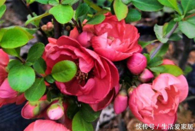 【漂亮】4种漂亮花,好养易活,花开不断,挤满整个阳台,你喜欢哪一种