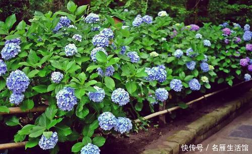  『门口』庭院门口4种花，花量大花期长，从春一直开到秋，也可盆栽养护