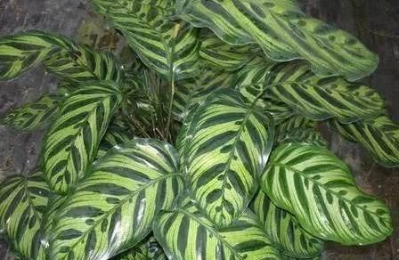  『居家』推荐居家办公9种耐阴植物，简单又好养，看看你喜欢的？
