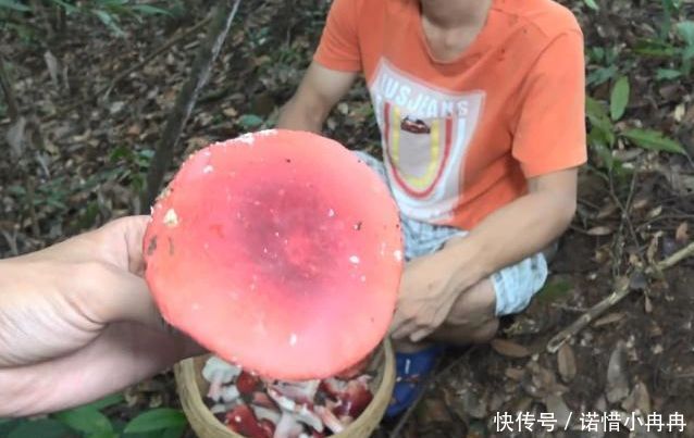 1000多1斤的野山货，兄弟俩去大山里摘了1天，摘到好几斤