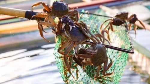  「养殖户」行情大跌，螃蟹公司今年赔了一千多万！农家乐养殖户