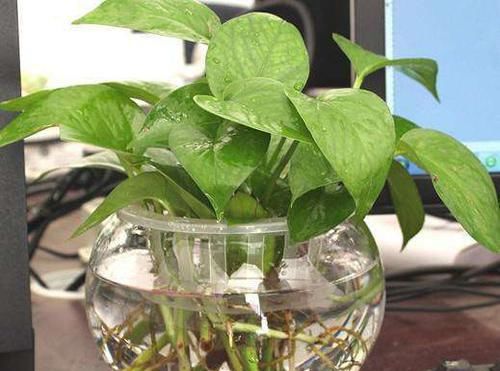  #培好#这2种“植物”，水培比土培好！生根快，叶子绿，更具美观性