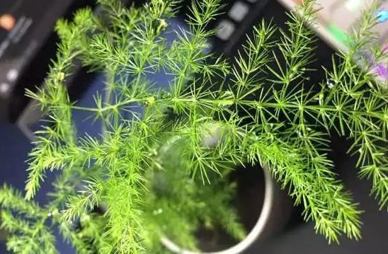  『养花』这四种花夏天不能晒，夏天养花注意遮阴，越晒死的越快