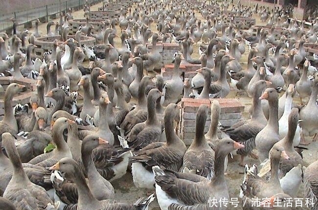  「养殖场」农村的养殖户注意，这3类养殖场将会受到严查，一旦发