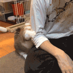  #纵容#猫咪都存在的5个“坏毛病”，主人绝不能纵容！