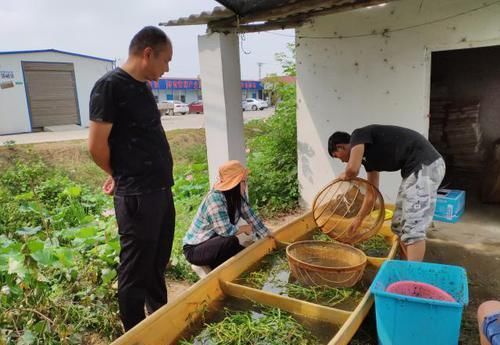  能手|黄鳝人工繁育新进展！看养鳝能手如何养出“本土鳝鱼”