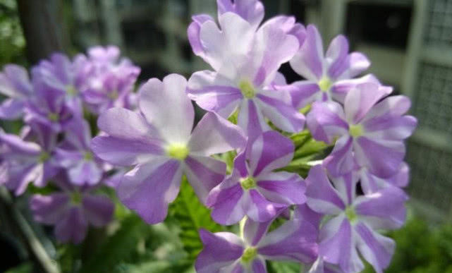 『优雅』3种花被称为花界大美女,绚丽多彩,花香优雅,家里养一盆太美了