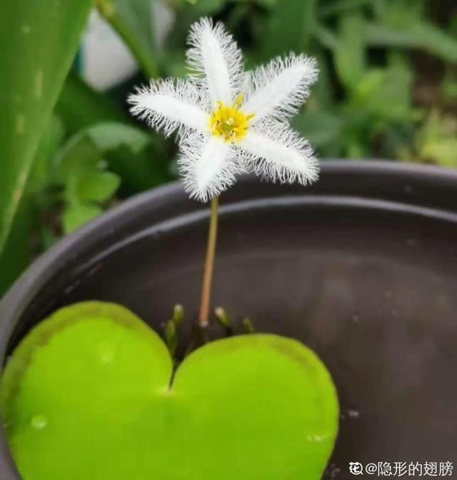  『简直』只用水不用土的植物，一片叶子就开花，简直太神奇了！