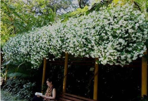  【家里】我国最美爬藤花，花开200天不落，家里种一棵，香的不得了！