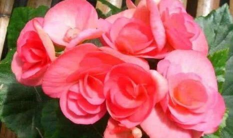  『花朵』这4款”开花机器“，花开全年，枝头窜满花苞，美艳四方