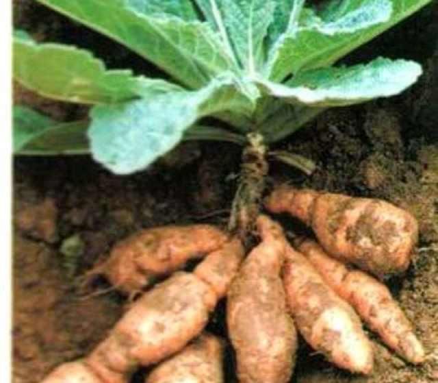  清热■清热凉血、养阴生津的“生地黄”