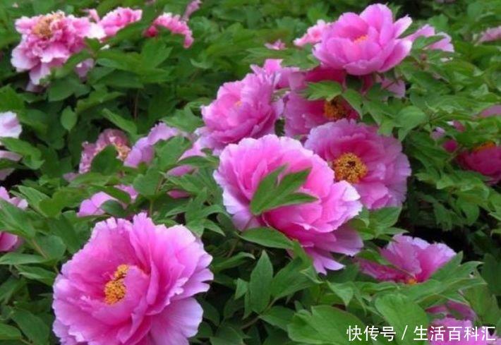 『美过』这些花卉美过玫瑰,一年四季花开不停,简单易成活,纯洁美