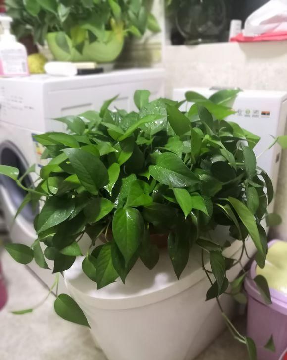 #秀丽#绿植能美化家居,4种绿植清新秀丽,叶子四季绿油油,寓意还很好