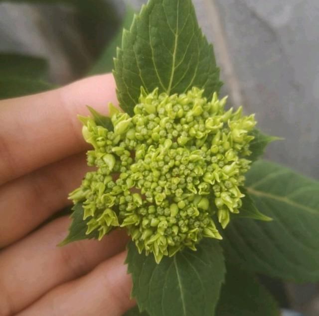 『心思』快没心思了，绣球花这么大的花苞半个月了还不开，看到就生气