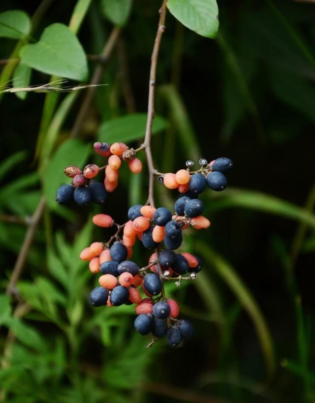  见到@农村见到这种树，一定要重视，内部含“黄金”，树根最值钱！