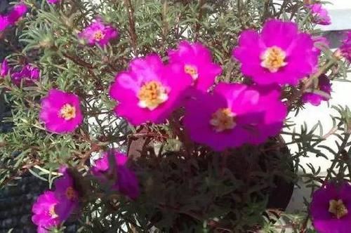 『太阳花』不怕太阳晒的5种花卉,分分钟爆盆给你看!