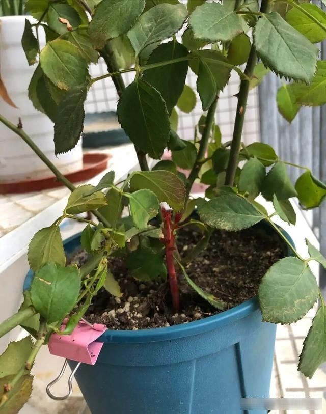  【枝繁叶茂】新买的“牙签”月季苗，用2个方法，能够快速长得枝繁叶茂
