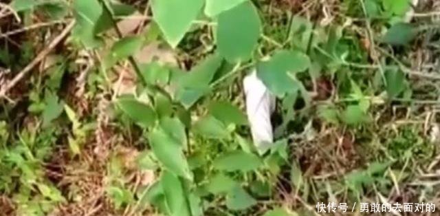 农村叫山猪粪的野草，以前不受重视，如今一斤60元是名贵草药