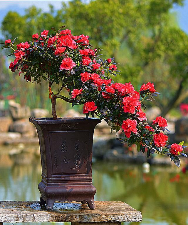 百年的杜鹃树，你们见过吗？美到游客不断！