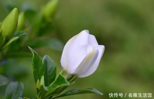 「栀子花」家养栀子花难开花?学会这三个小技巧,年年轻松爆满盆