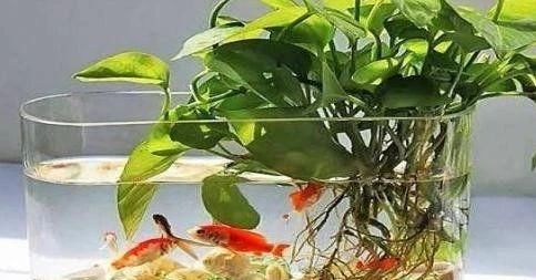  「枝条」水培繁殖绿萝怎么做？按照2步简单操作，养1周根须就能抱成团