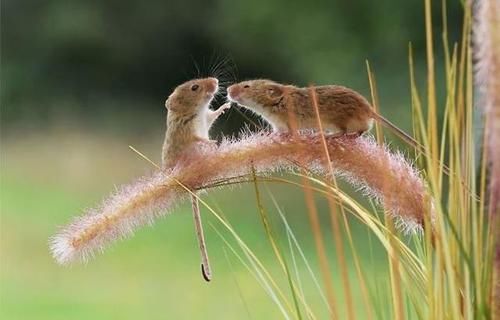 皮卡丘的既视感，摄影师拍摄小田鼠，治愈系满满
