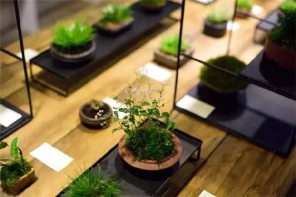 「青苔」一处青苔,美了一个院子