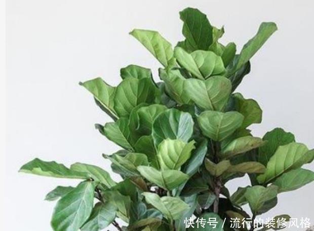『长寿花』冬去春来,春暖花开花中极品“宝莲灯”,婀娜多姿,清秀优雅