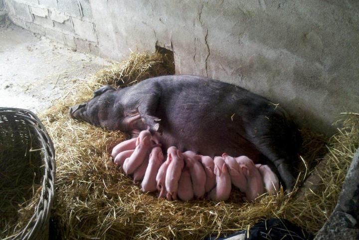 猪肉会不会涨到比牛肉还贵?