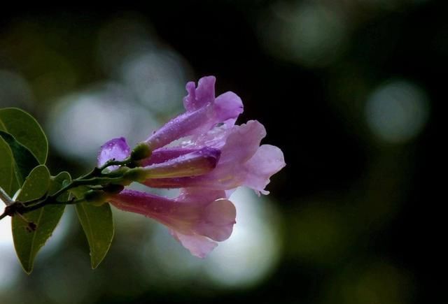  『蒜香藤』这种花半年长2米，花开千朵，没有虫害，超级好养，你养过吗？