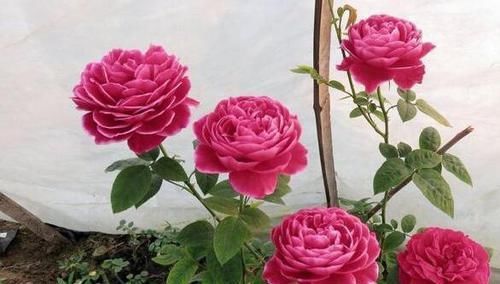  漂亮：李小姐在小院养“1种花”，花期长达300天，“奇特”漂亮人人夸