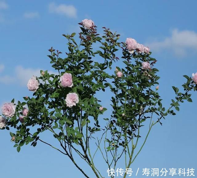  「品种」梦幻悠长，无法抗拒，月季的那抹蓝紫色美得清凉又高级！