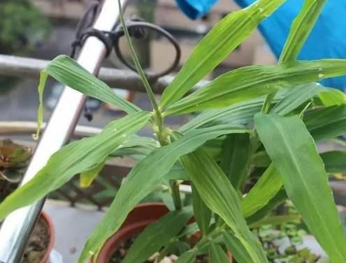  #做成盆栽#厨房垃圾别乱丢！4种“发芽植物”种盆里，7天冒嫩芽，30天成盆栽